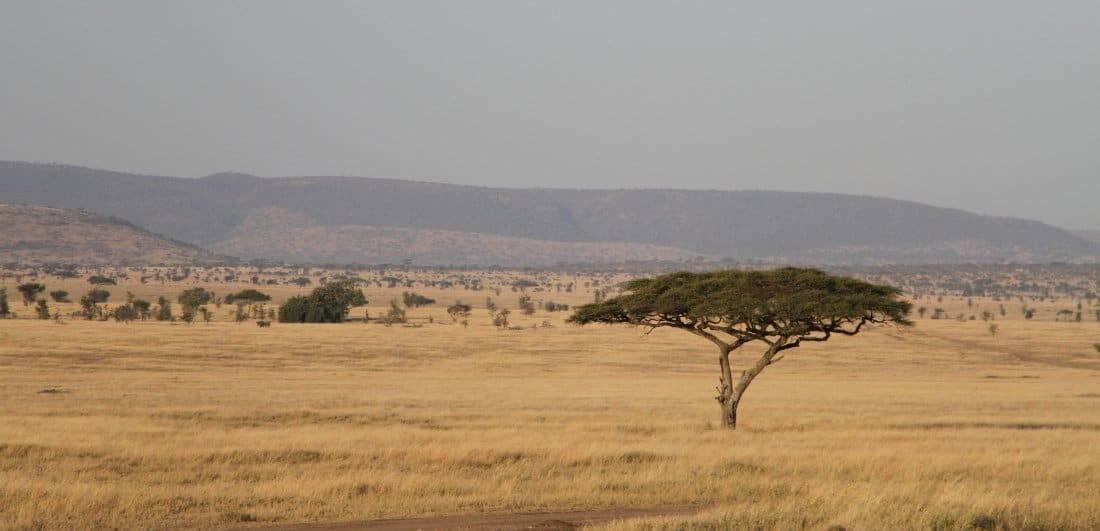 Everlasting African memories