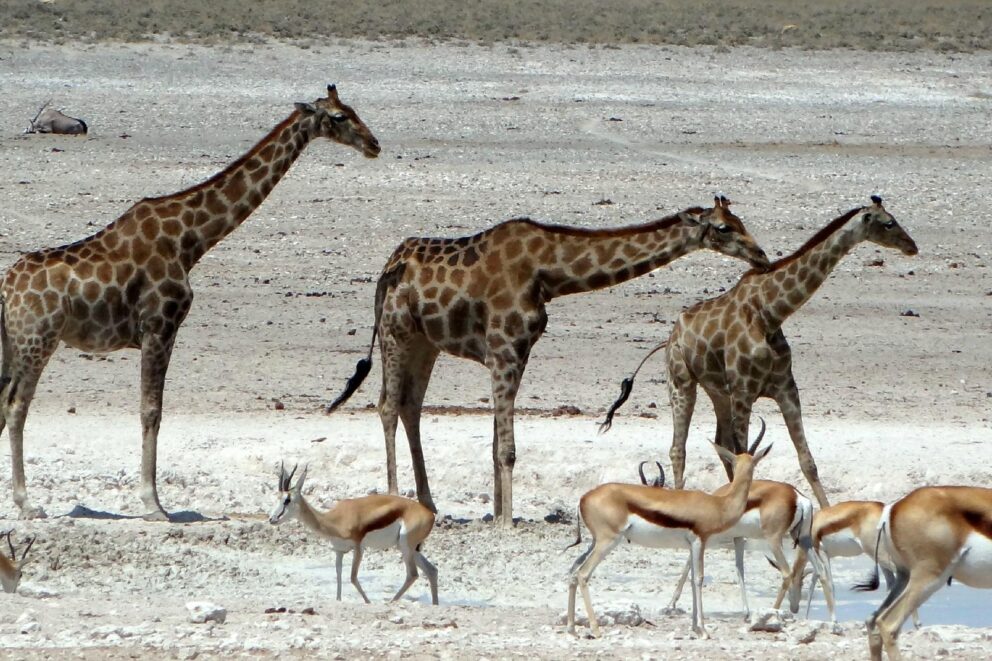 Giraffes in Okaukuejo, Etosha National Park. One of the many national parks in Africa.