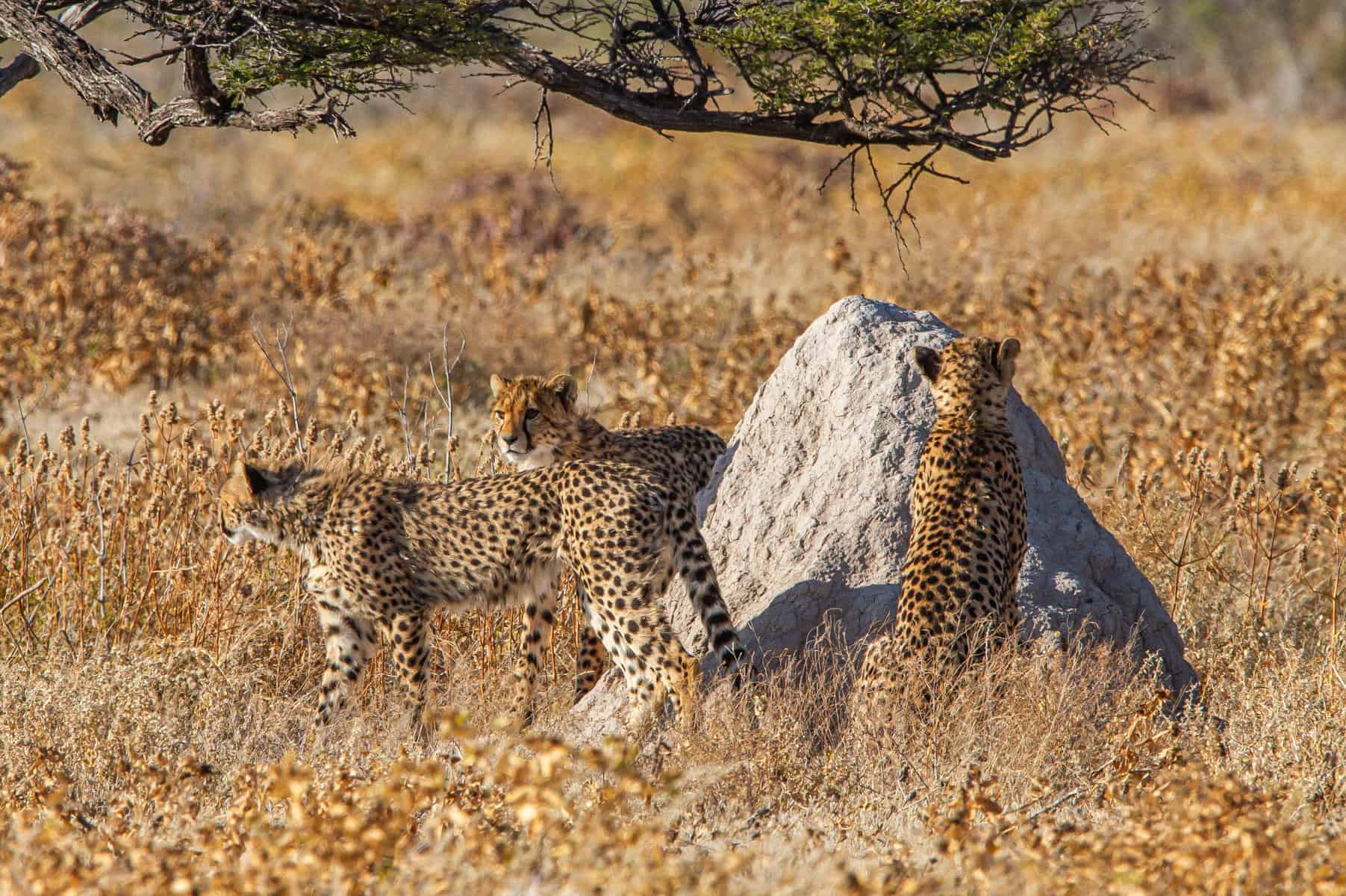 Cheetah's in Etosha