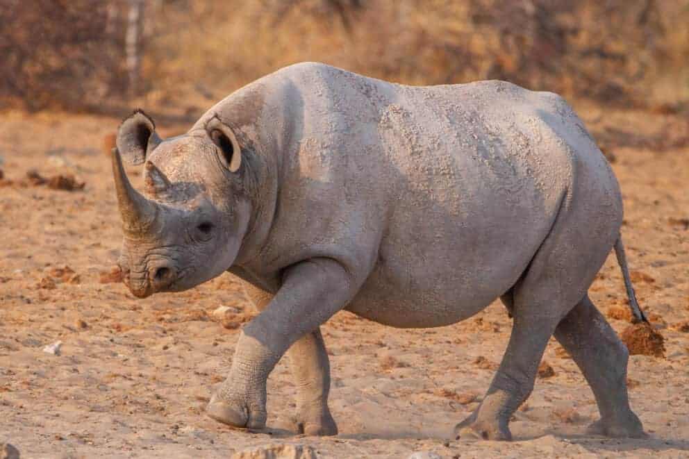 Rhino in Etosha National Park | Photo credit: Ute von Ludwiger