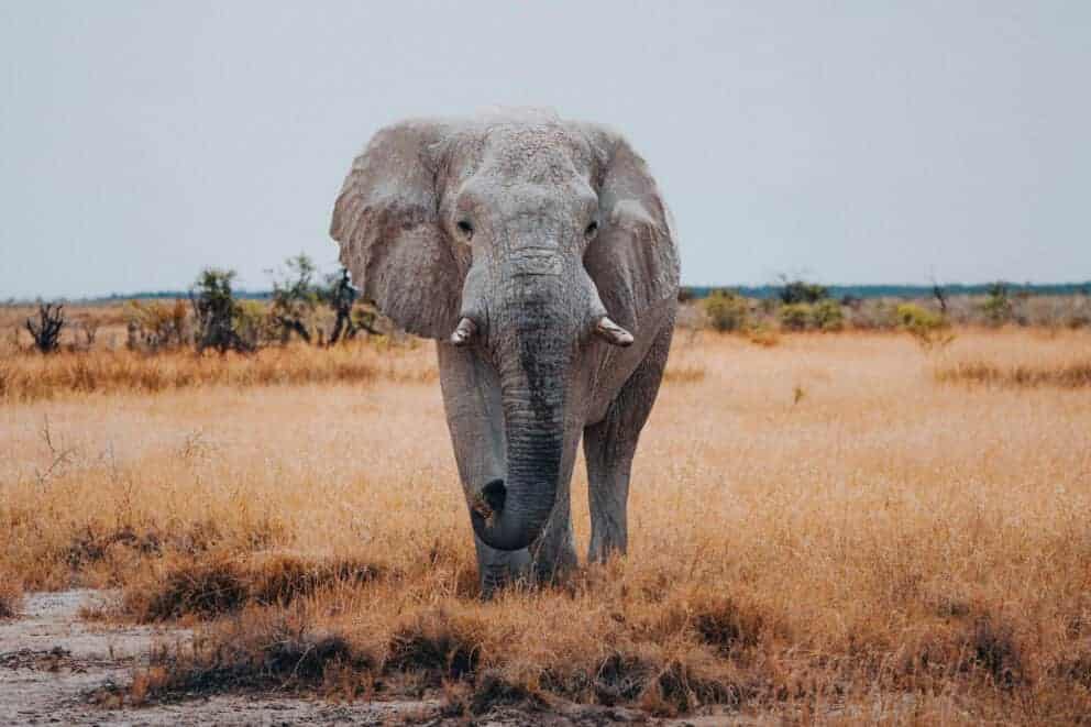 Elephant in Etosha National Park one of the best places to visit in Africa