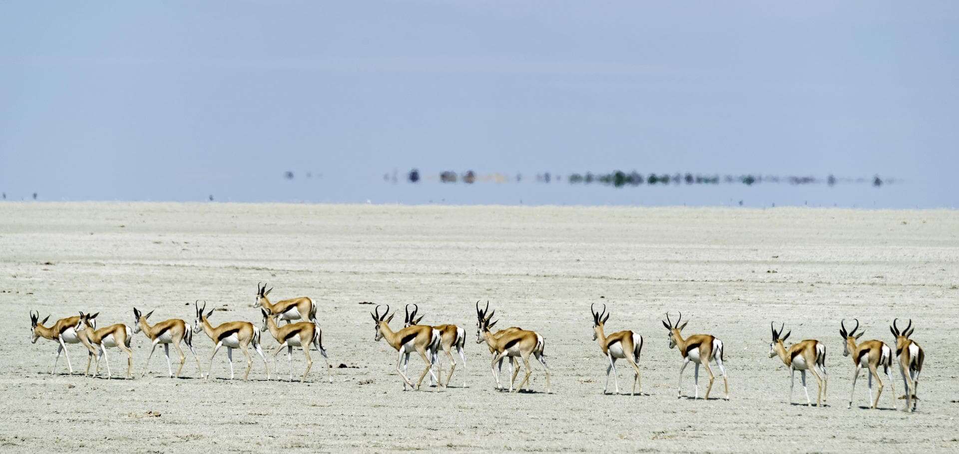 Springboks in Onguma Private Game Reserve | Photo: Onguma Leadwood Campsite