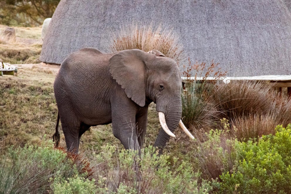 An elephant in Gondwana Game Reserve, a safari option near Cape Town