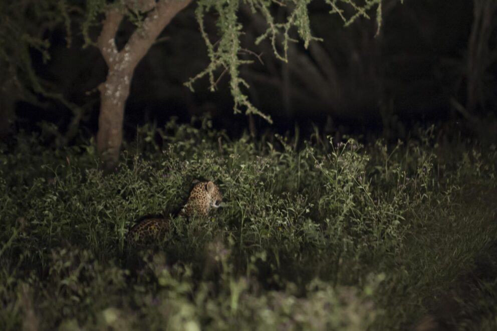 A leopard spotted in the tall grass on a night game drive near Mwiba Lodge in the Serengeti, Tanzania.