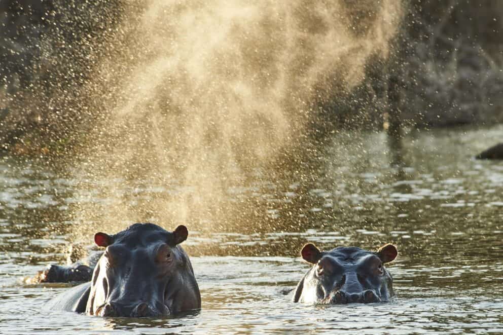 Game Drive Safaris - Hippo | Photo Credits - Mwiba Lodge