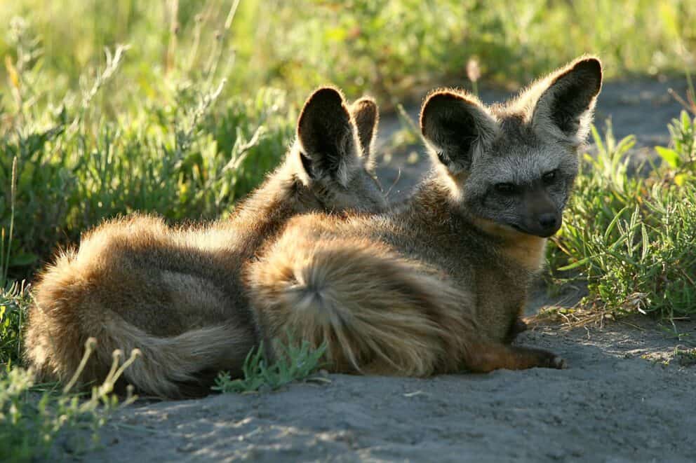 Game Drive Safaris - Bat Eared Foxes | Photo Credits - Mwiba Lodge