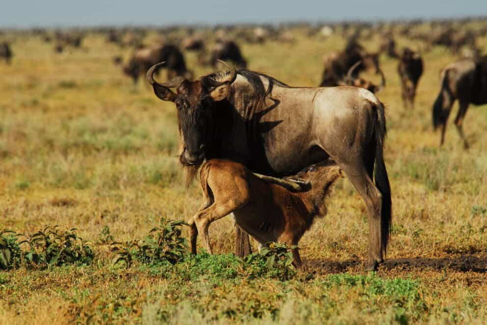 Game Drive Safaris - Wildebeest Migration Calving | Photo Credits - Mwiba Lodge