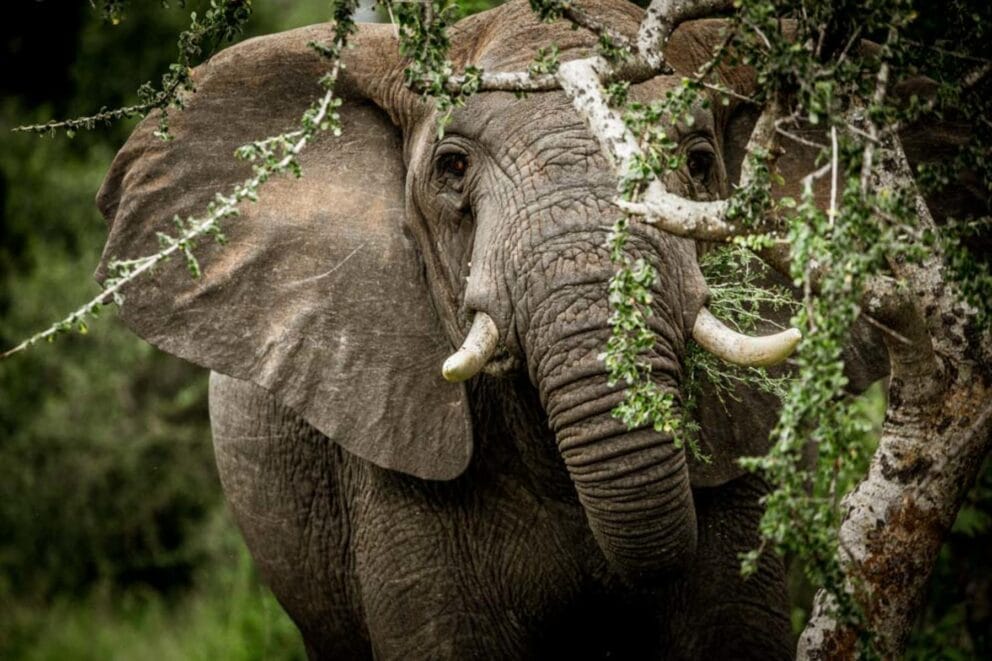 Game Drive Safaris - Elephant | Photo Credits - Mwiba Lodge