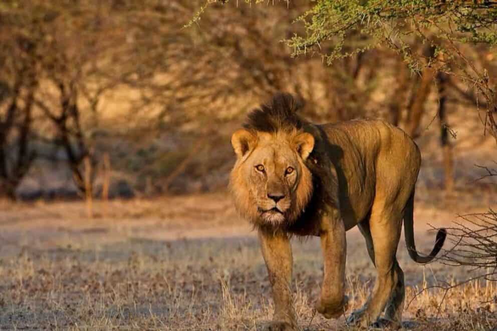 Lion in Central Kalahari Game Reserve, Botswana.