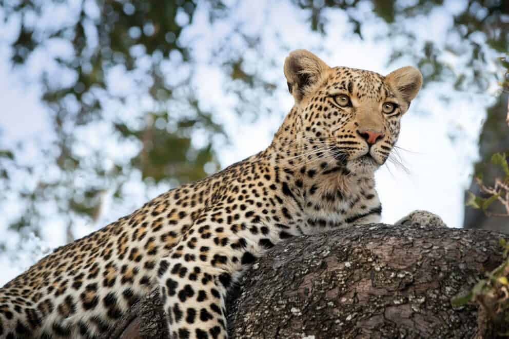 Leopard in Moremi Game Reserve, Botswana.