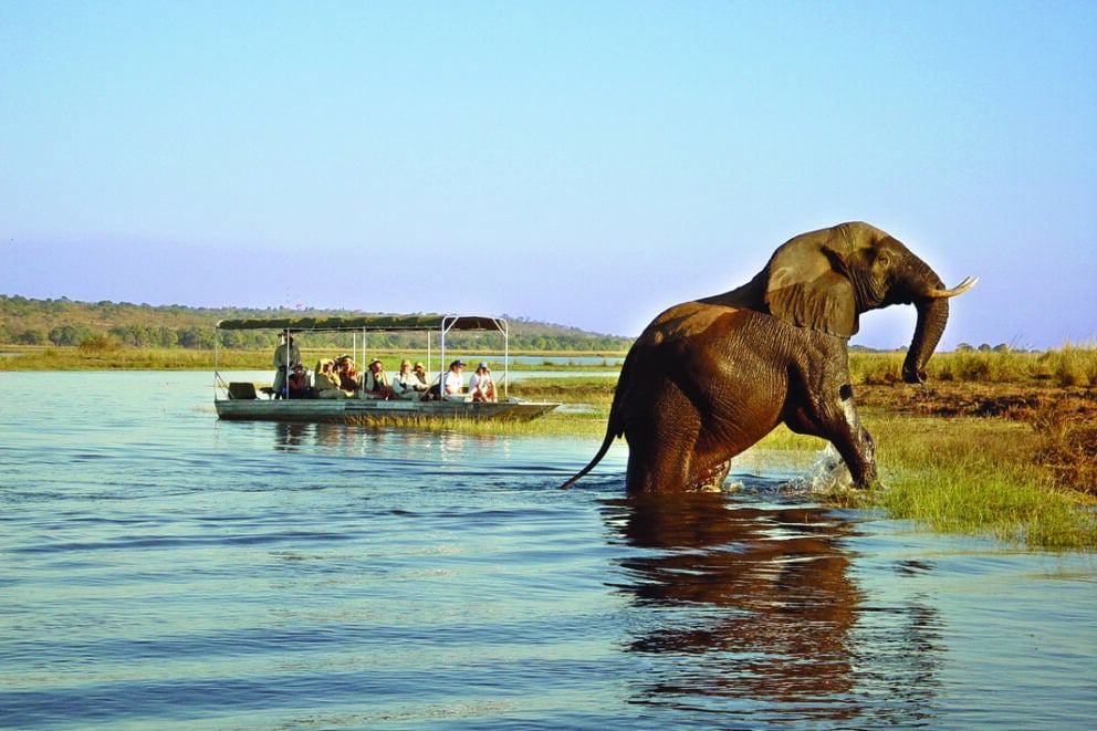 Elephant exiting a river, Botswana.