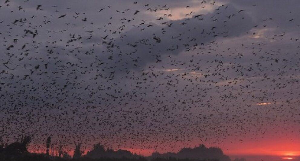 5 reasons to experience a Zambia safari