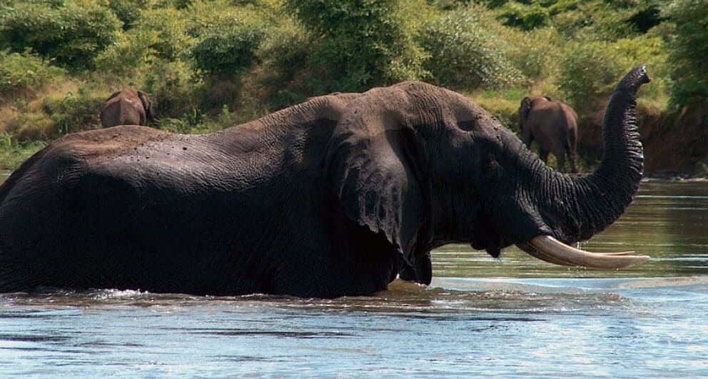 5 reasons to experience a Zambia safari