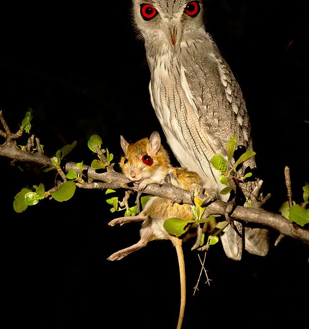Southern Africa’s best photographic safari destinations