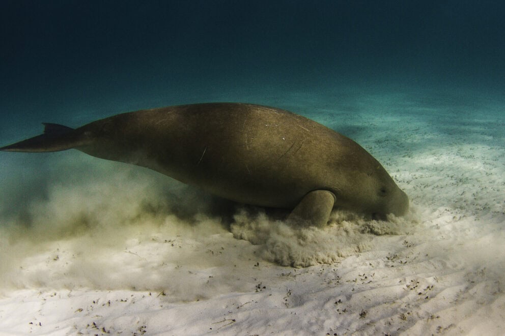 Dugong feeding in the sand