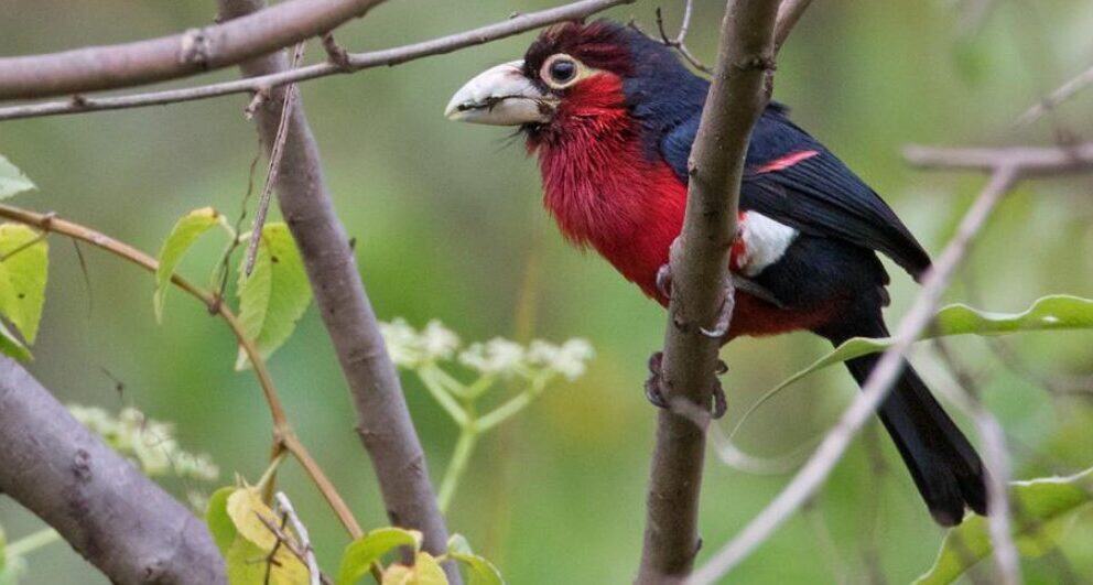 A rough guide to the best national parks in Rwanda