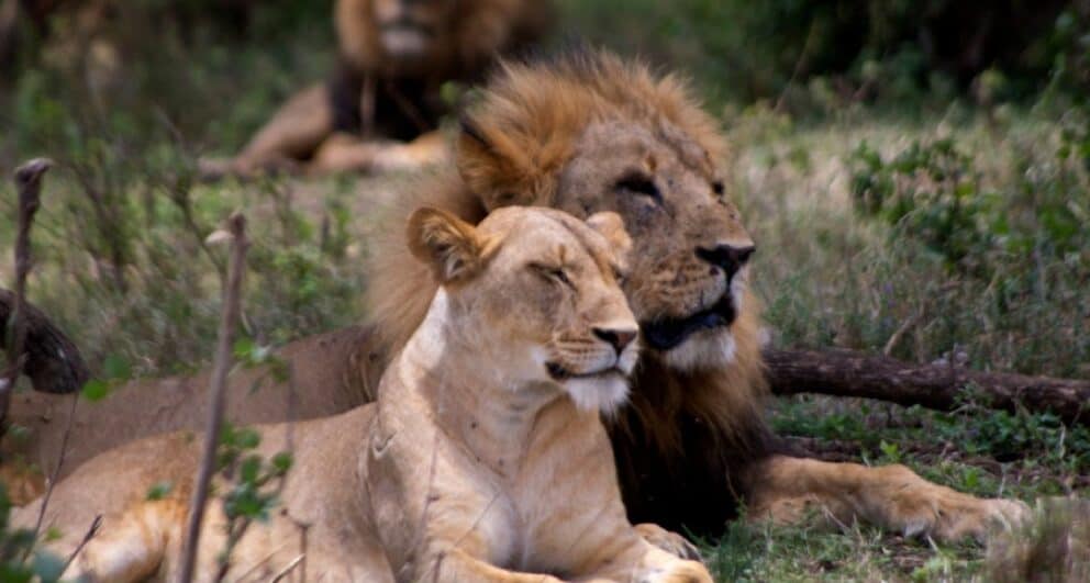 A rough guide to the best national parks in Rwanda