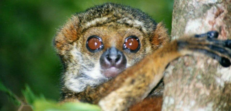 Five worthwhile tourist attractions to visit in Madagascar