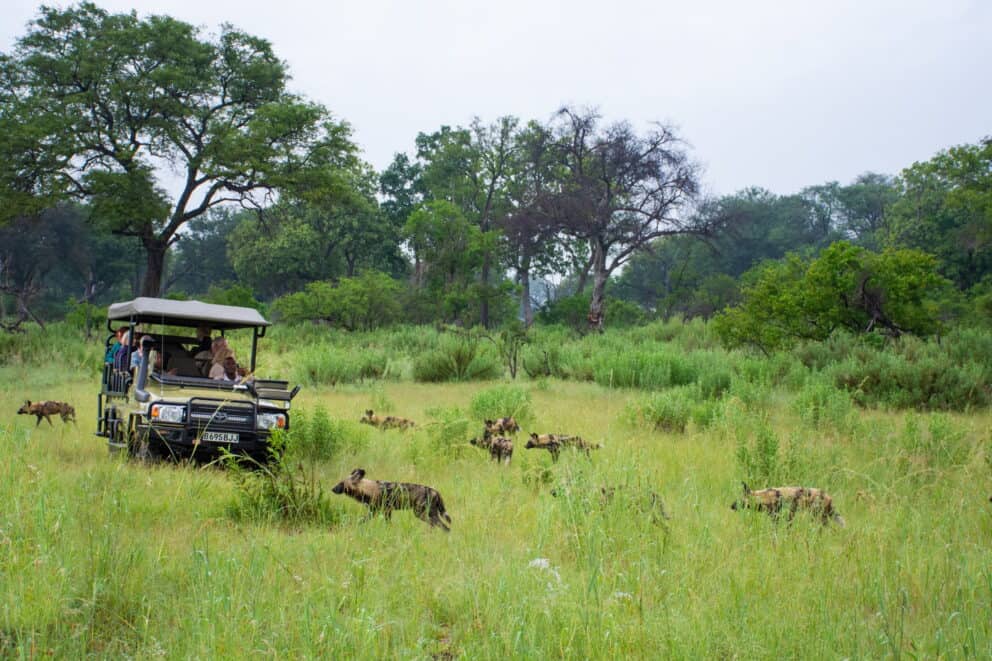 Guests on a game drive in a safari vehicle watching a pack of wild dogs run across the open grasslands near Kwara in the Okavango Delta, Botswana.