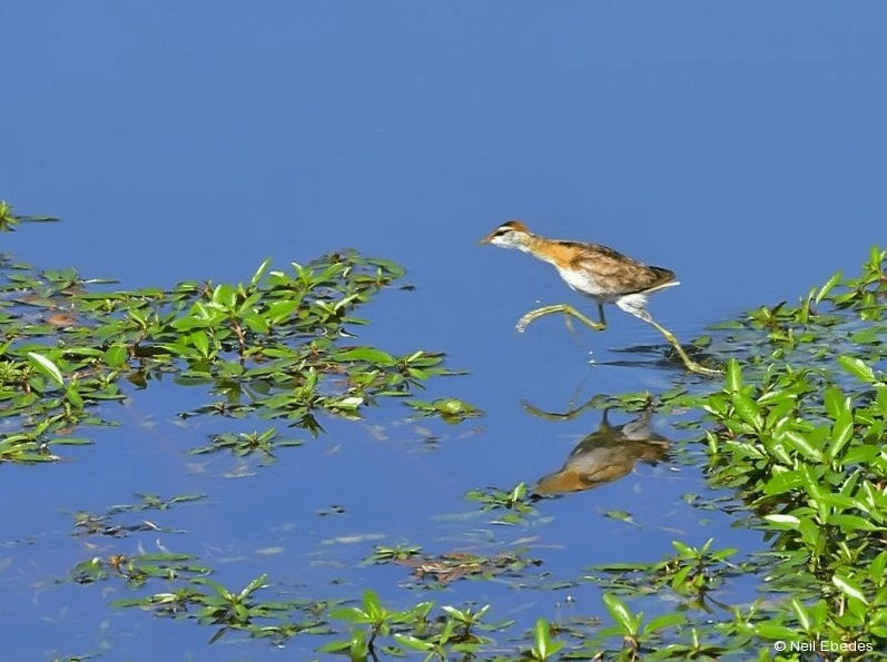 Spotting the Lesser Jacana