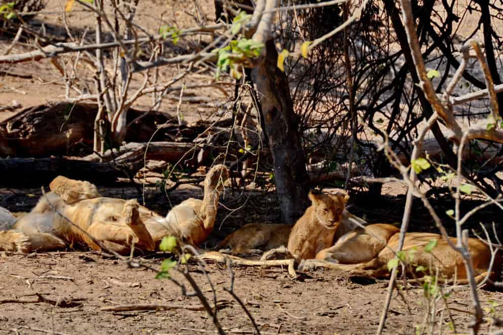 Lionesses and cubs in Chobe. Lions are some of the Chobe National Park animals
