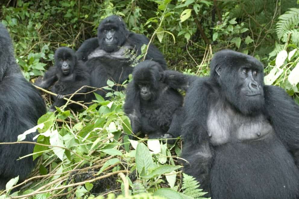 Five great walking safaris to go on in Africa