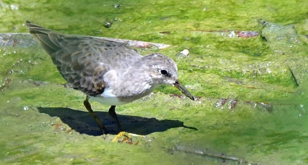 South Africa’s third largest twitch - the Temminck’s Stint