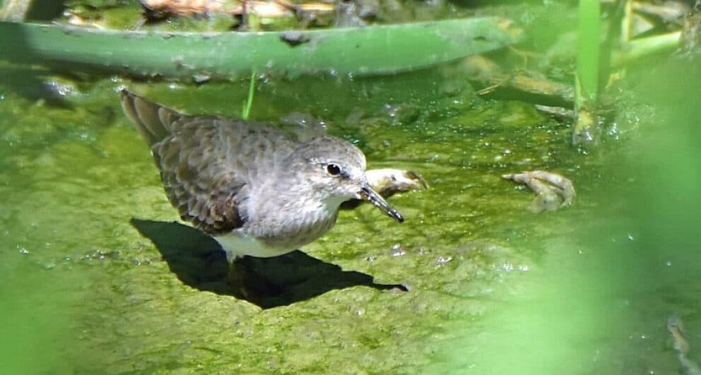 South Africa’s third largest twitch - the Temminck’s Stint