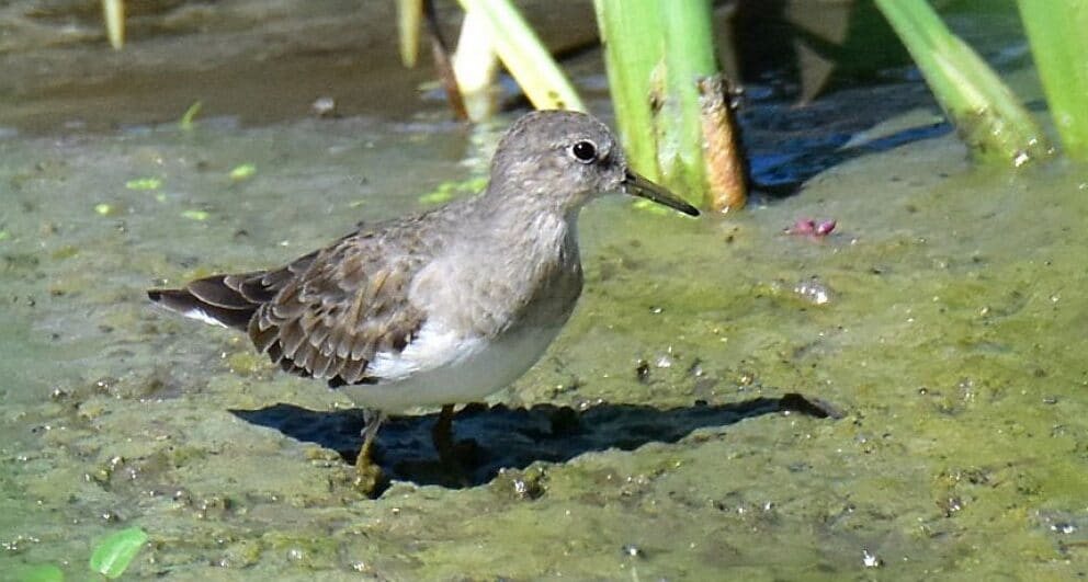 South Africa’s third largest twitch - the Temminck’s Stint