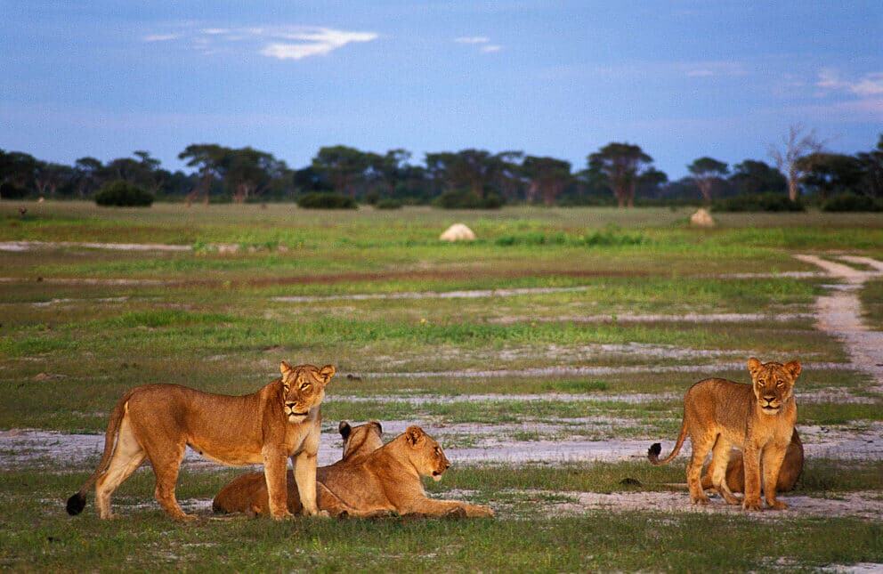 Lions in Hwange National Park, Zimbabwe
