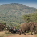 Tourists in a safari vehicle observing a herd of elephants moving through the thick brush at Phinda Zuka Lodge, South Africa.
