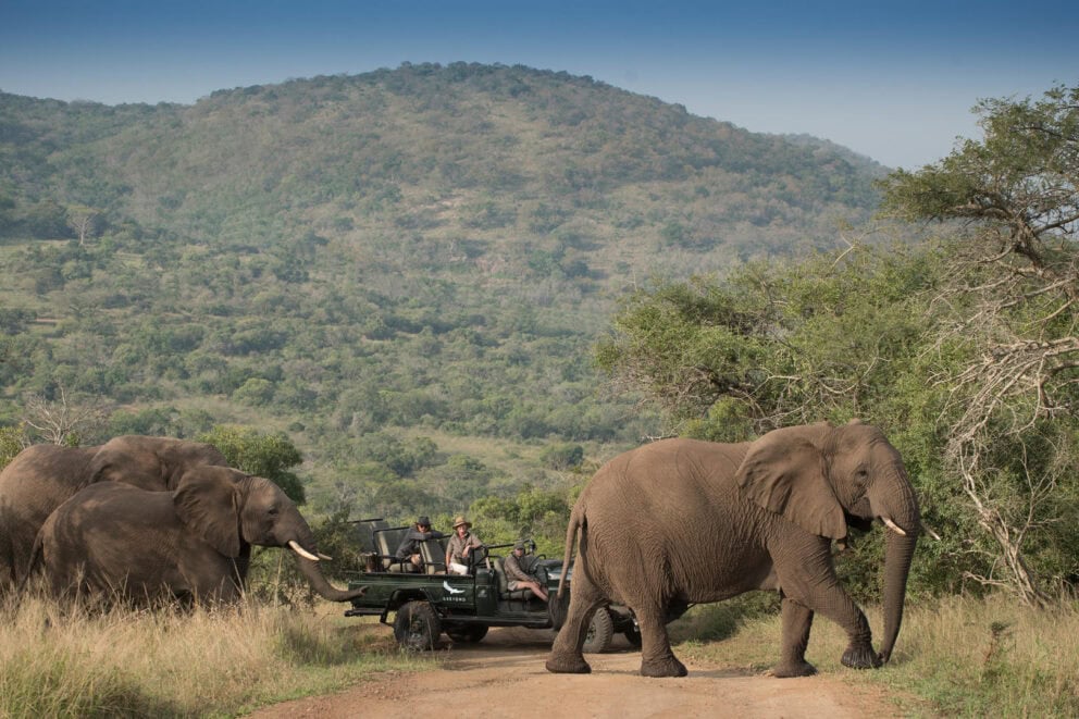 Tourists in a safari vehicle observing a herd of elephants moving through the thick brush at Phinda Zuka Lodge, South Africa.