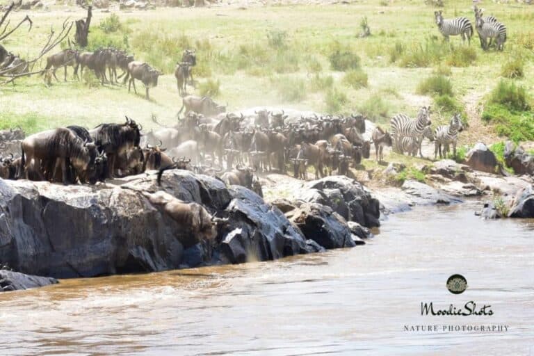 Wildebeest Migration across the river at Nasikia Mobile Migration Camp, Tanzania.