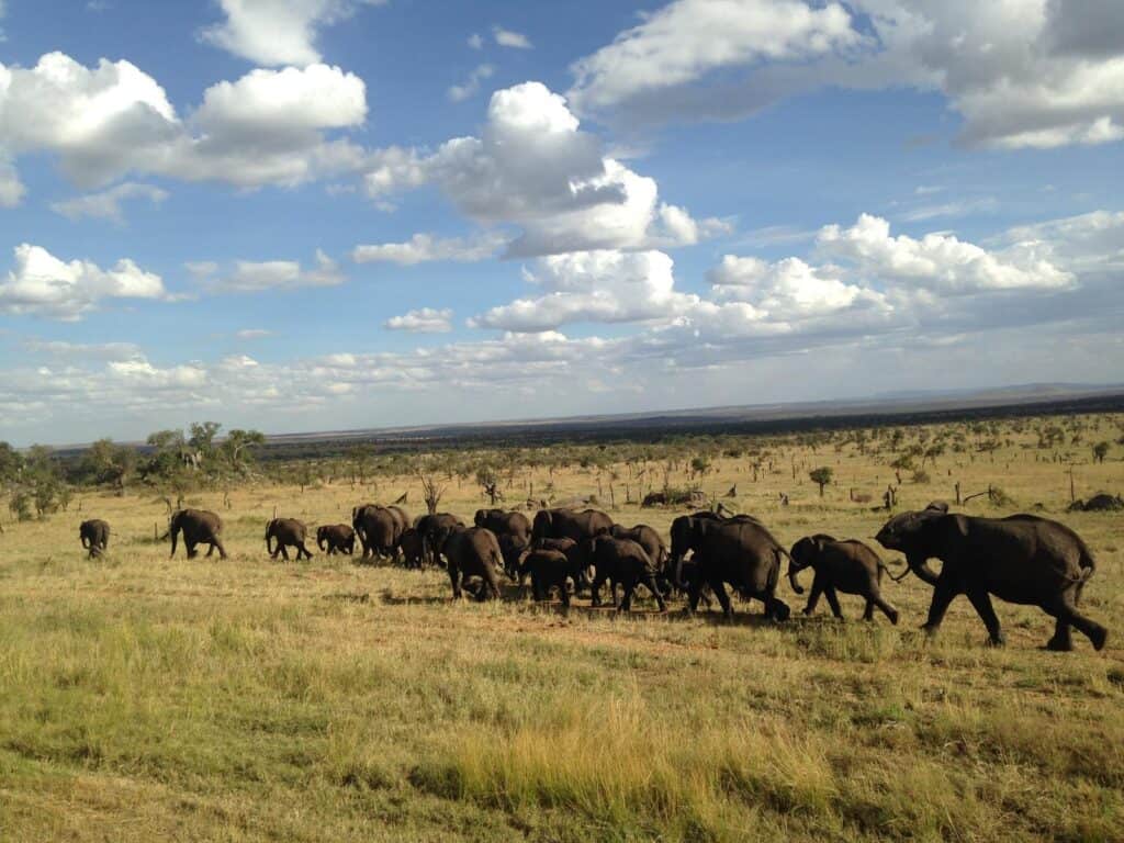 A herd of elephants walking across the open plains at Nasikia Mobile Migration Camp, Tanzania