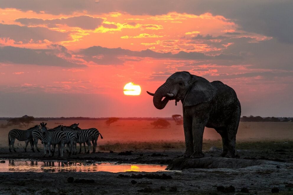An elephant at seen at sunset in Nxai Pan National Park