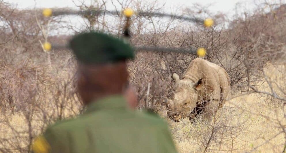 Saruni Rhino - Walking with Giants