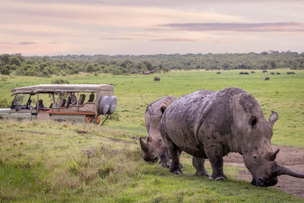 Tourists observing rhinos from a safari vehicle at Ol Pejeta Bush Camp