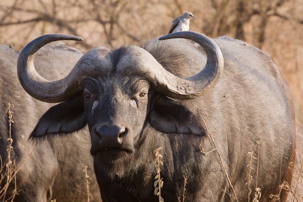 Buffalo in Akagera National Park, Rwanda.