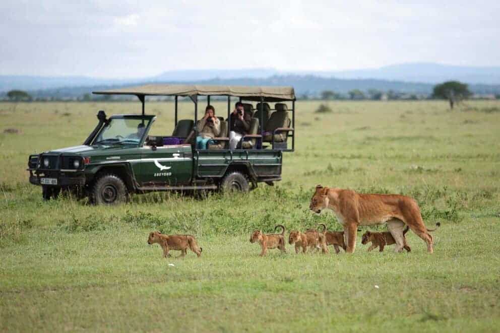 Tourists in a safari vehicle observing a lioness walking with her cubs at andBeyond Grumeti Serengeti River Lodge, Tanzania.