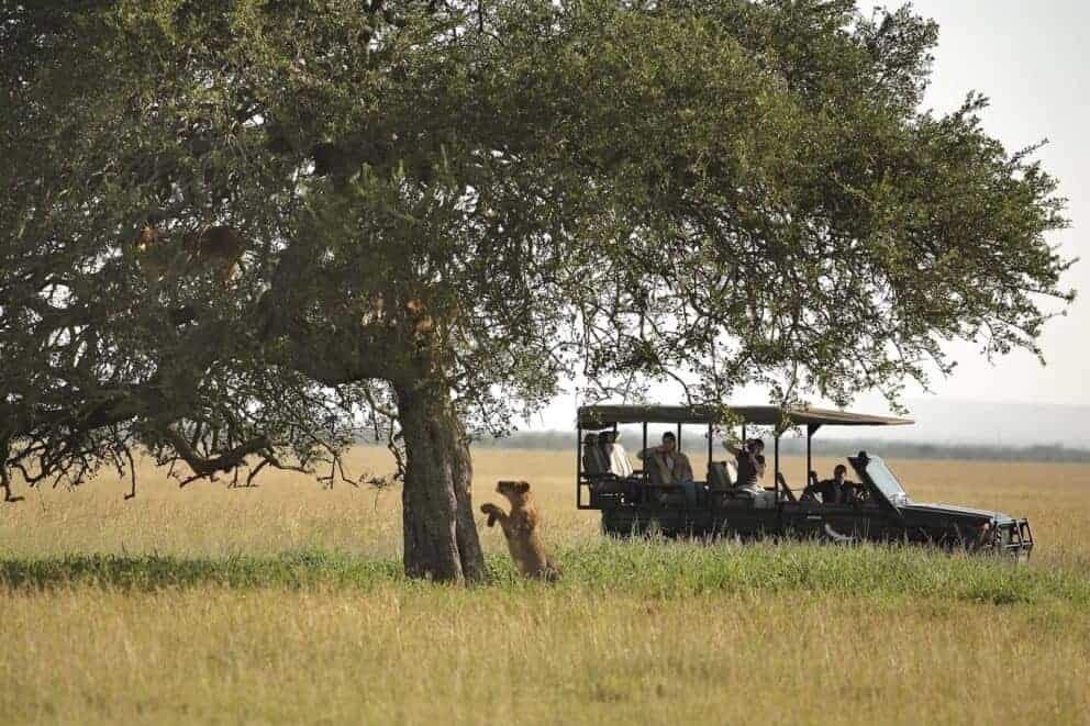 Tourists in a safari vehicle observing three lionesses climbing into a tree in at andBeyond Grumeti Serengeti River Lodge, Tanzania.
