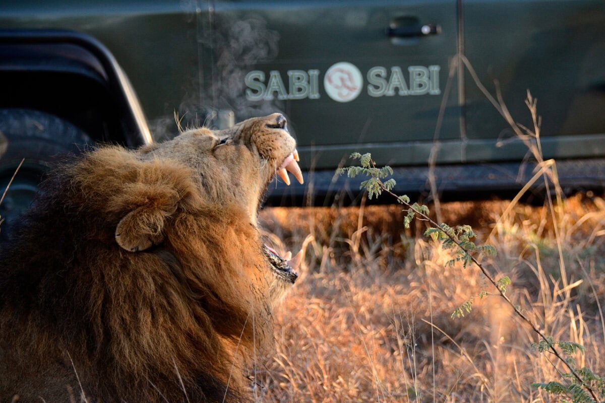 Sabi Sabi’s Grand Expansion to Sandringham and Cape Town