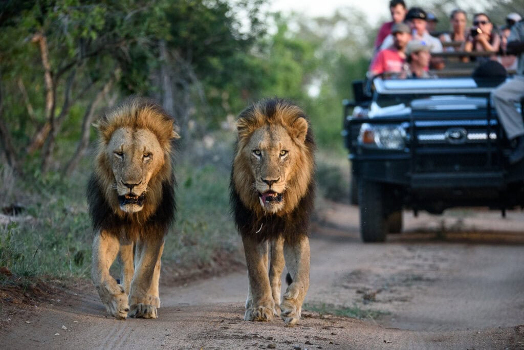 Two lions walking along a dirt track during a lion safari in Sabi Sabi, South Africa. | Photo: Sabi Sabi Earth Lodge.