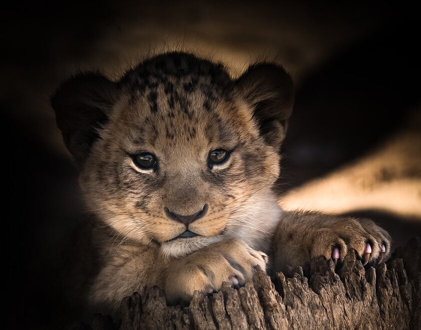 See the Serengeti at any time of the year to suit your budget