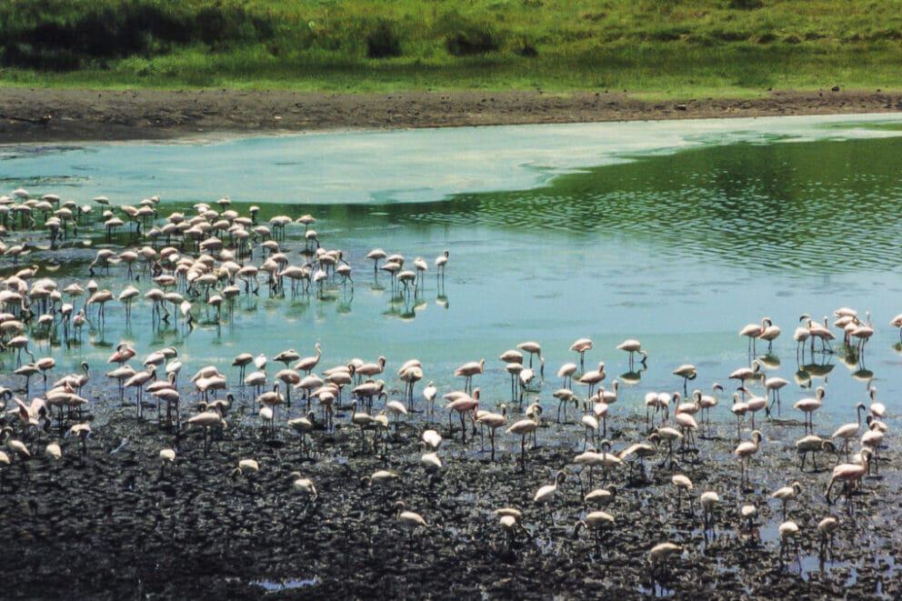 The Wonders of Arusha National Park