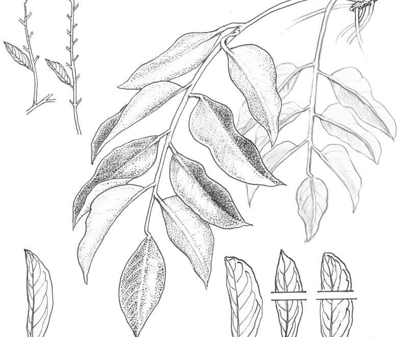 You can now use an app to identify any tree in Southern Africa