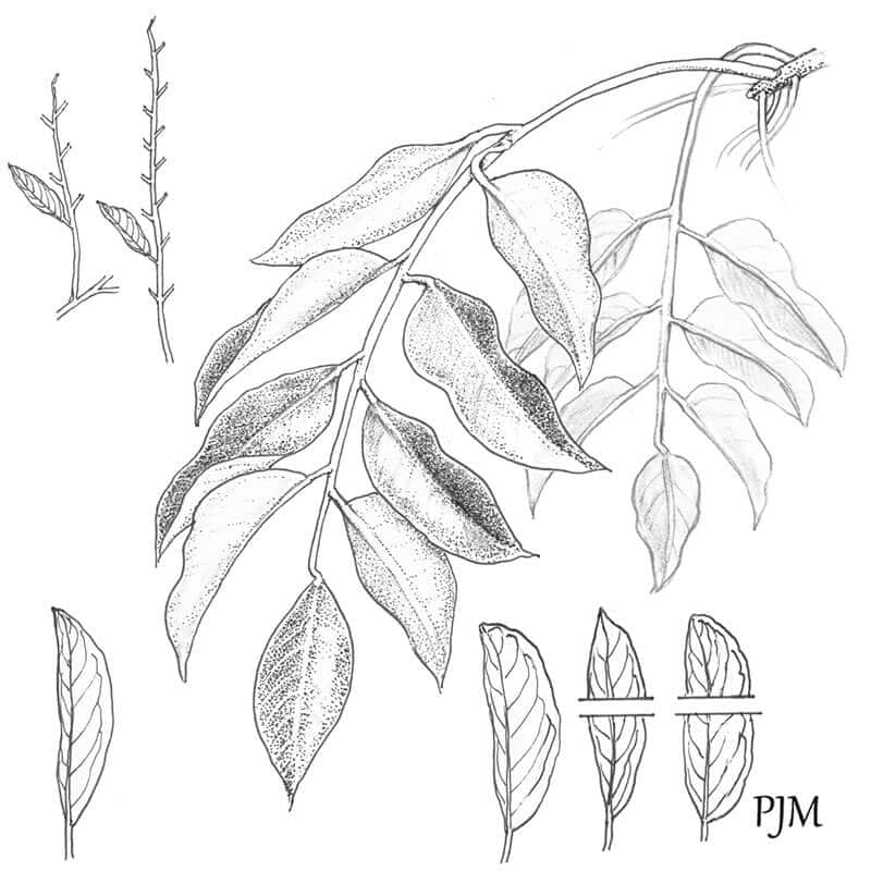 You can now use an app to identify any tree in Southern Africa