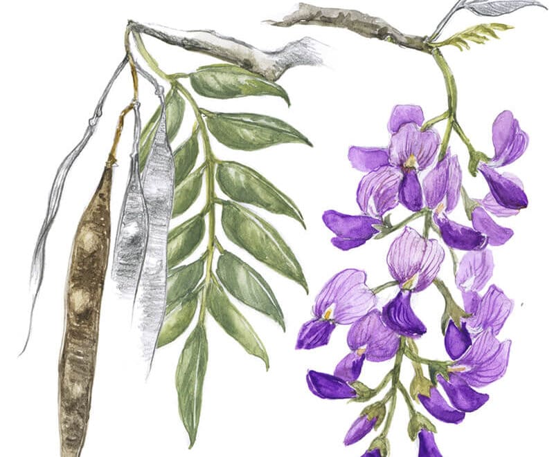 You can now use an app to identify any tree in Southern Africa