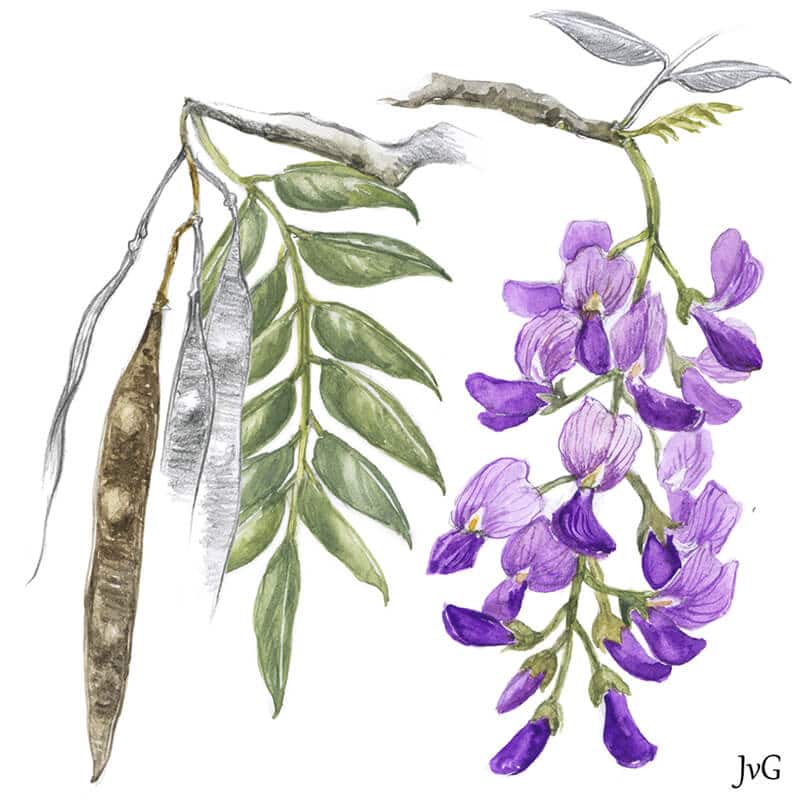 You can now use an app to identify any tree in Southern Africa