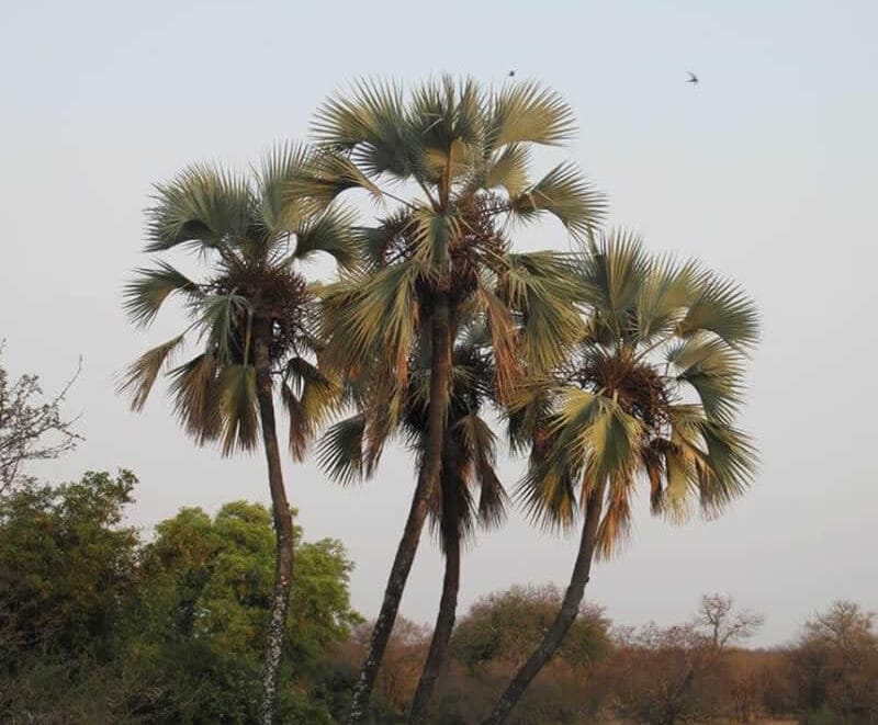 You can now use an app to identify any tree in Southern Africa