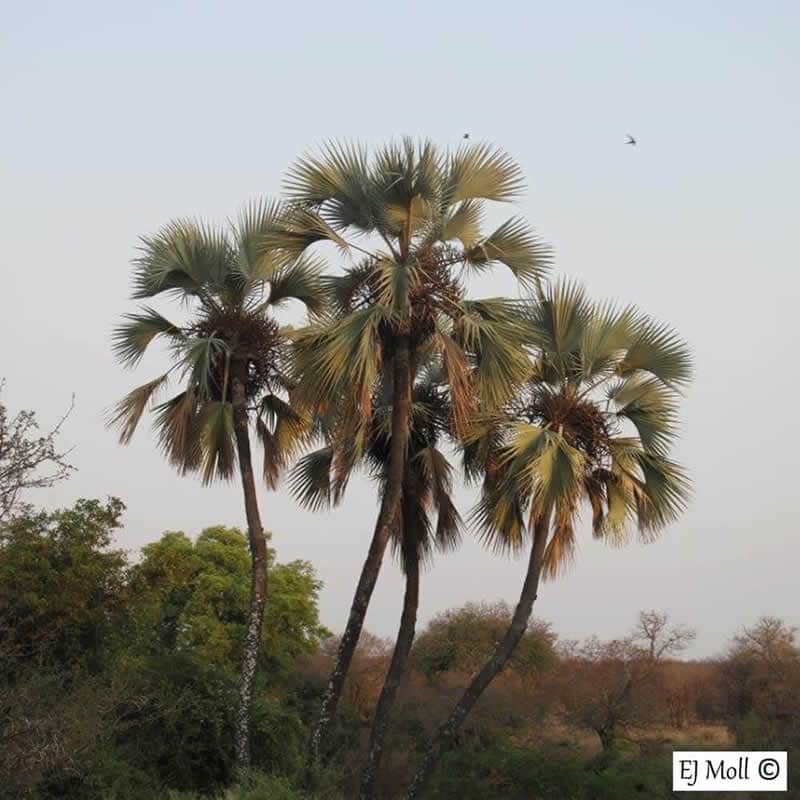 You can now use an app to identify any tree in Southern Africa